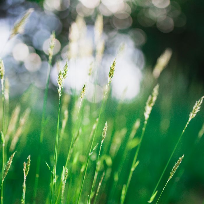 Green bokeh field, softly blurred — Nguyen Hung on Pexels