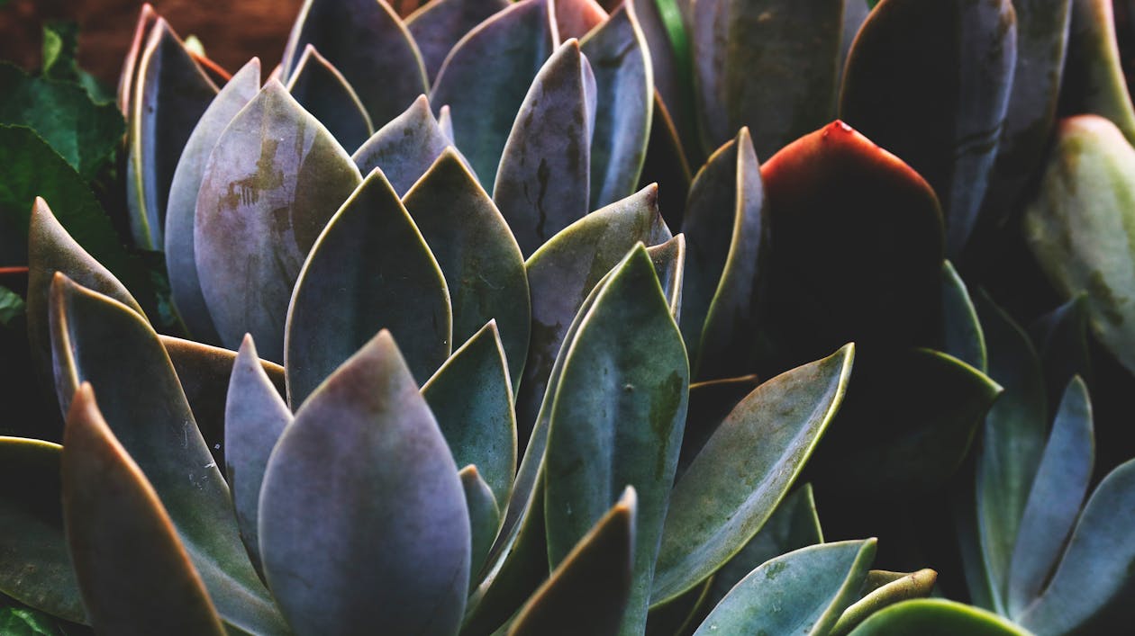 Shallow Focus Photography of Green Leafed Plants