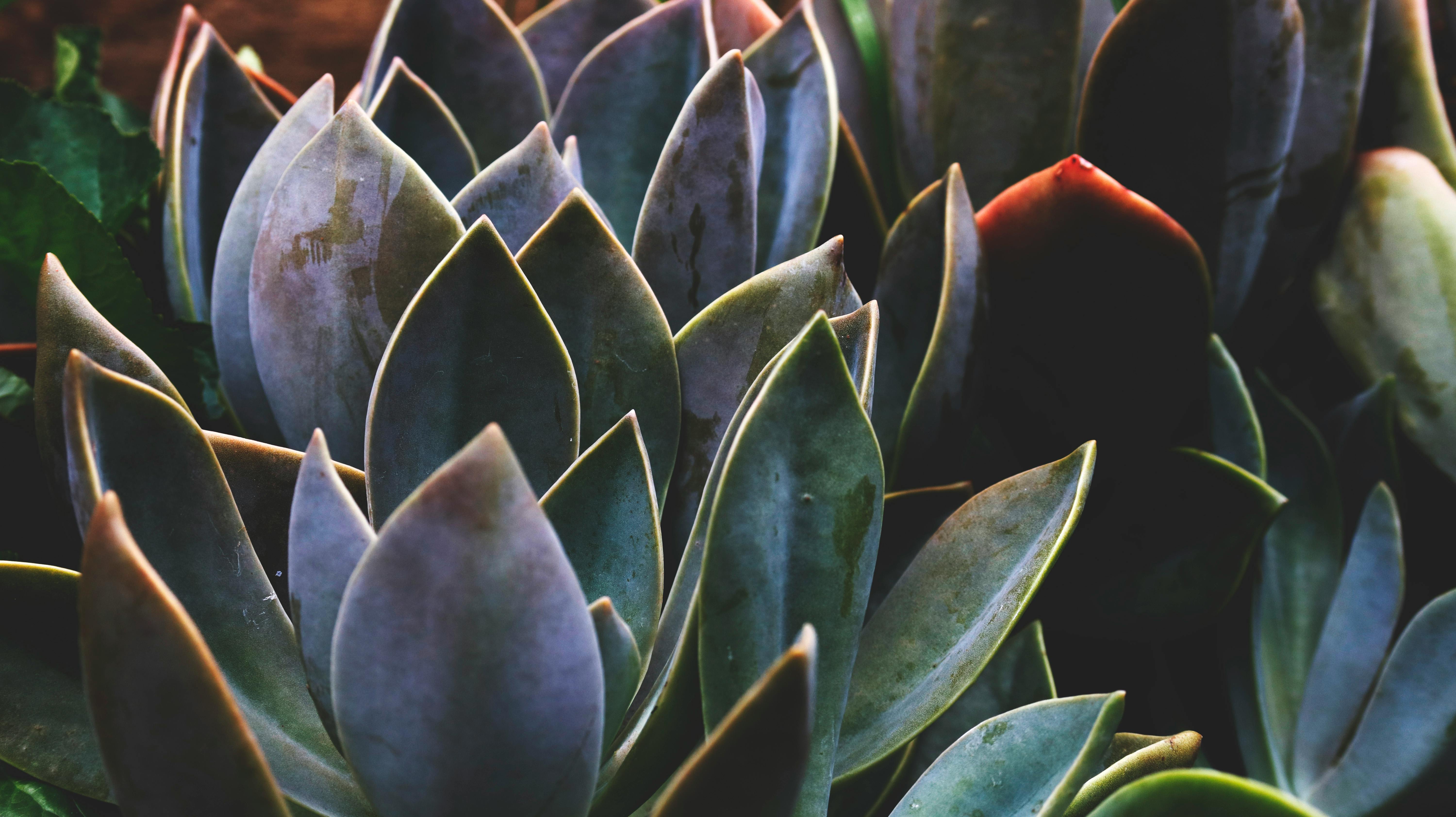 250+ Amazing Succulent Photos · Pexels · Free Stock Photos