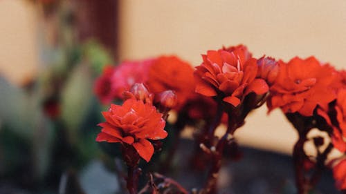 盛開的紅色長壽花的選擇性聚焦攝影