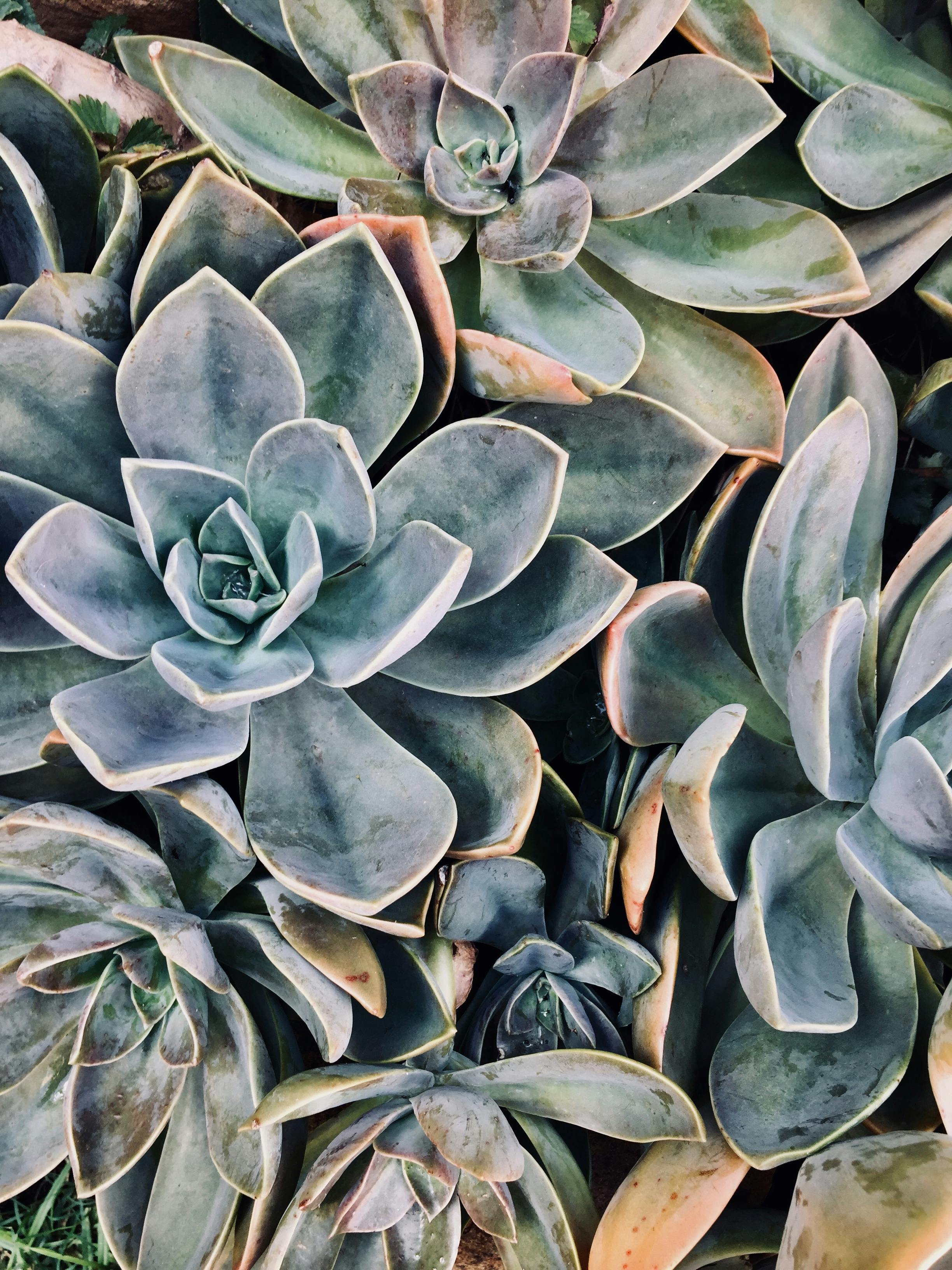 Wallpaper Green Succulent Plant in Close up Photography Background   Download Free Image