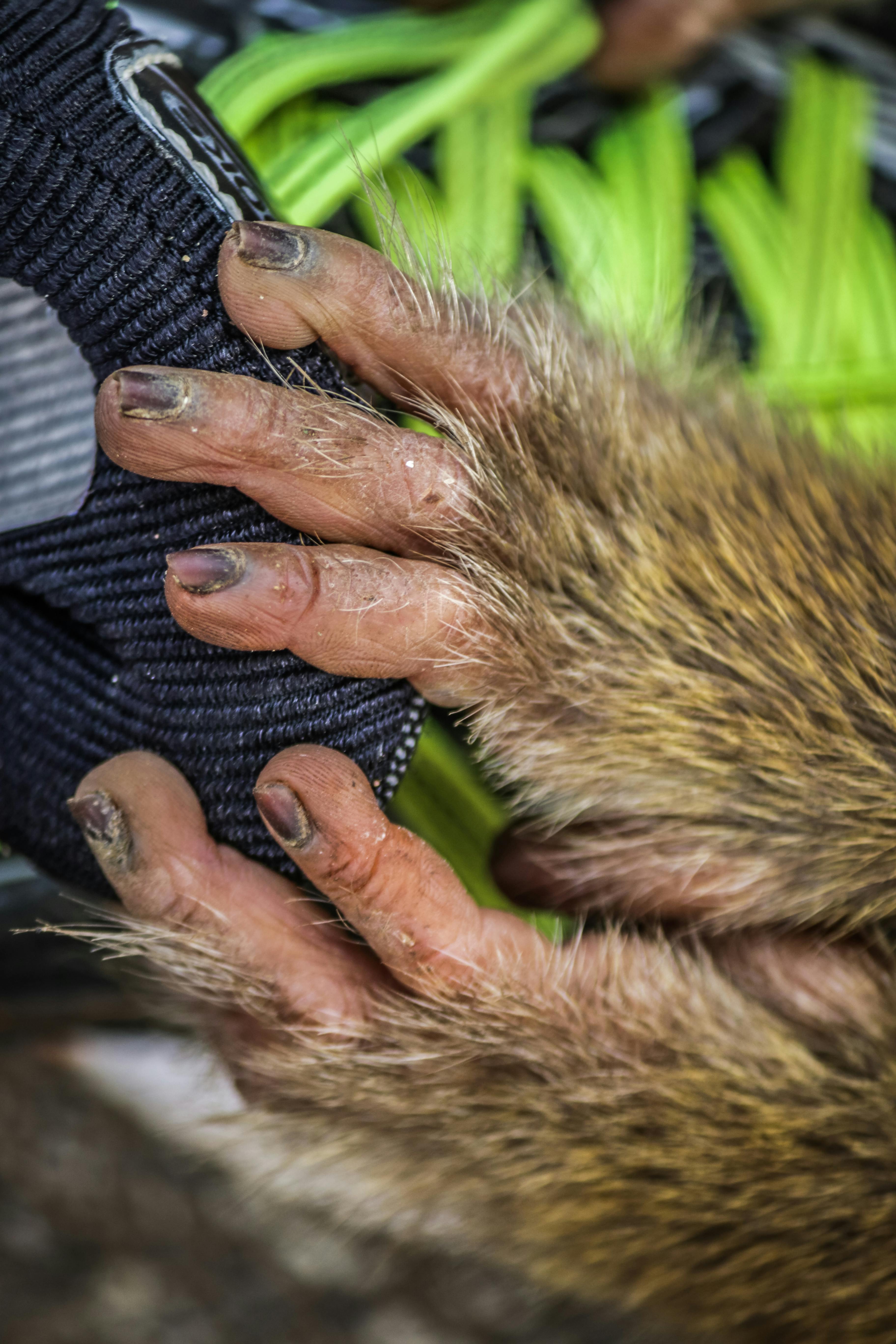 chimpanzee hand fingers