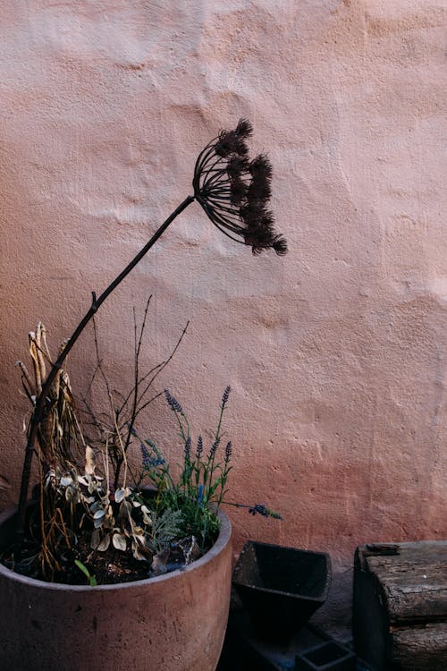 Dried Plants in Pot