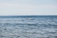 鲨鱼鳍冲破水面，在宁静的海洋场景中，捕捉到大自然的静谧之美