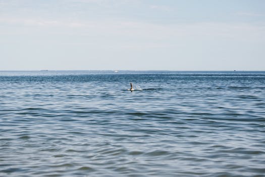 鲨鱼鳍冲破水面，在宁静的海洋场景中，捕捉到大自然的静谧之美
