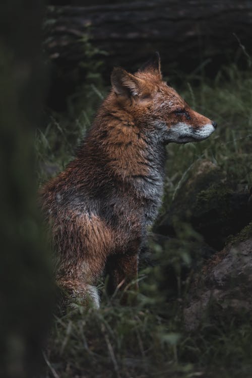 Fotobanka s bezplatnými fotkami na tému divočina, líška, sedenie