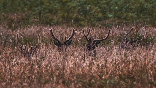Free Antlers of Deer in Tall Grass Field Stock Photo