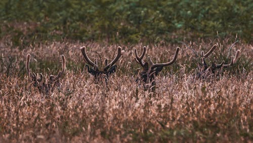 Základová fotografie zdarma na téma divočina, divoká zvířata, hřiště