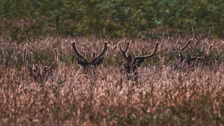 Antlers Of Deer In Tall Grass Field