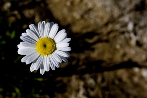 Foto d'estoc gratuïta de delicat, enfocament selectiu, flor blanca