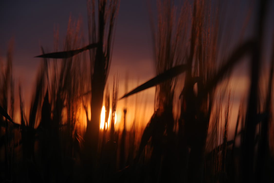 夕日を背景, 小麦畑の無料の写真素材