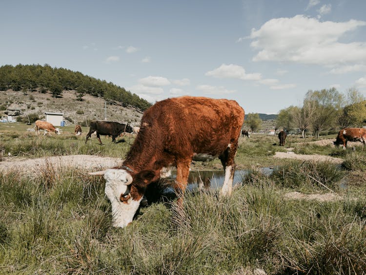 Cows Grazing In The Pasture 