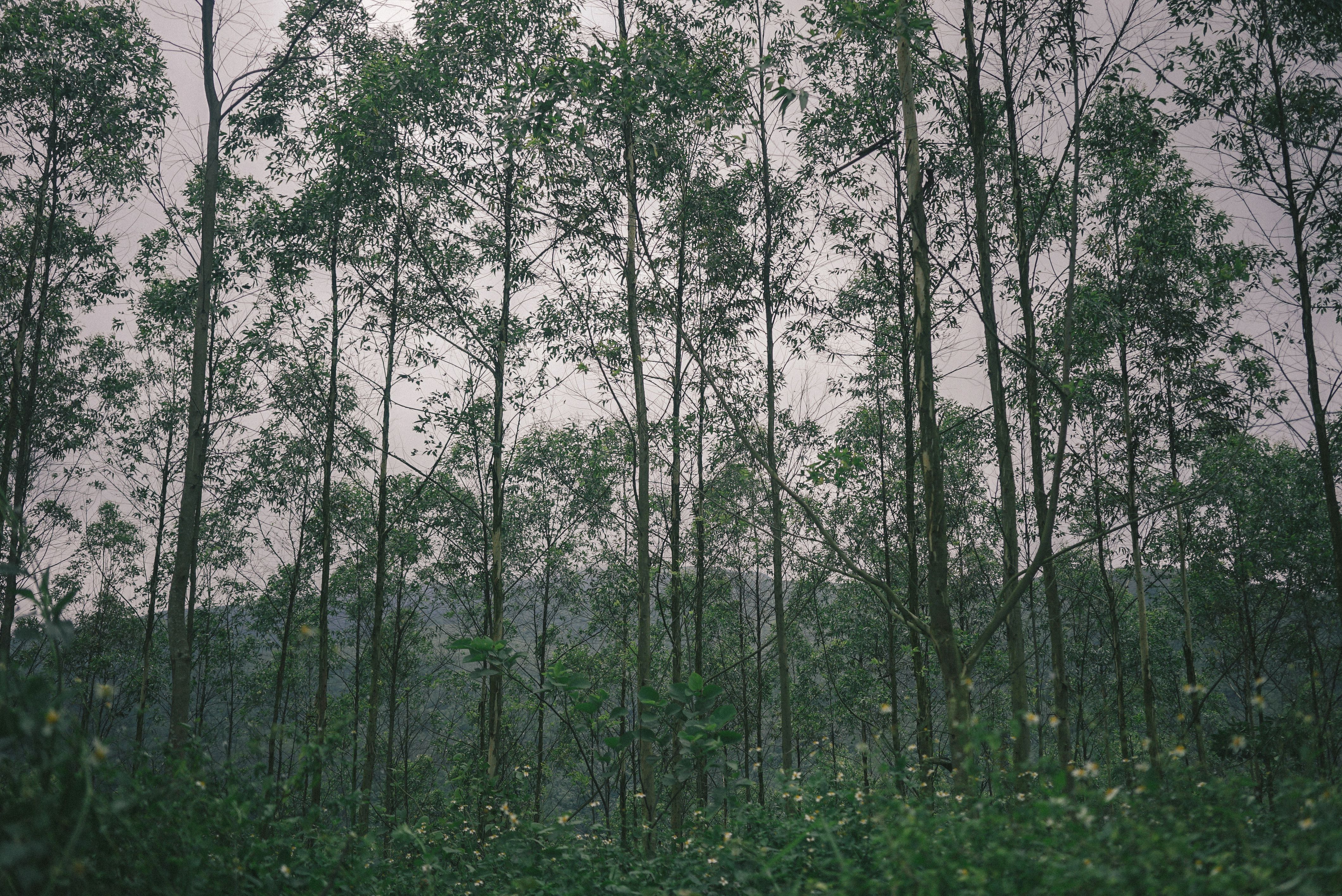 Floresta húmida com árvores altas