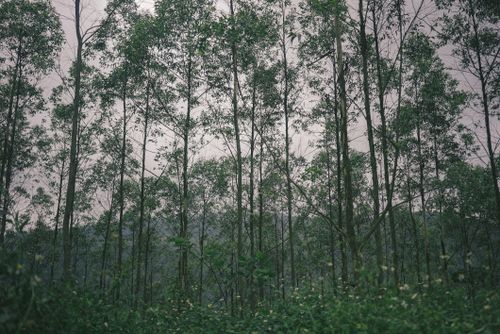 Free Tranquil scene of tall green trees in a lush forest, capturing the essence of nature's beauty. Stock Photo