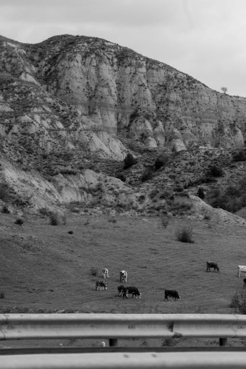 垂直拍攝, 奶牛, 家畜 的 免費圖庫相片