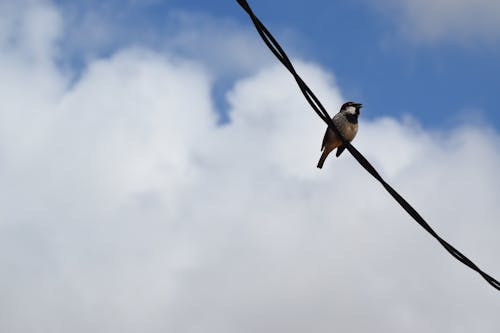 Foto profissional grátis de ave, aviário, empoleirado