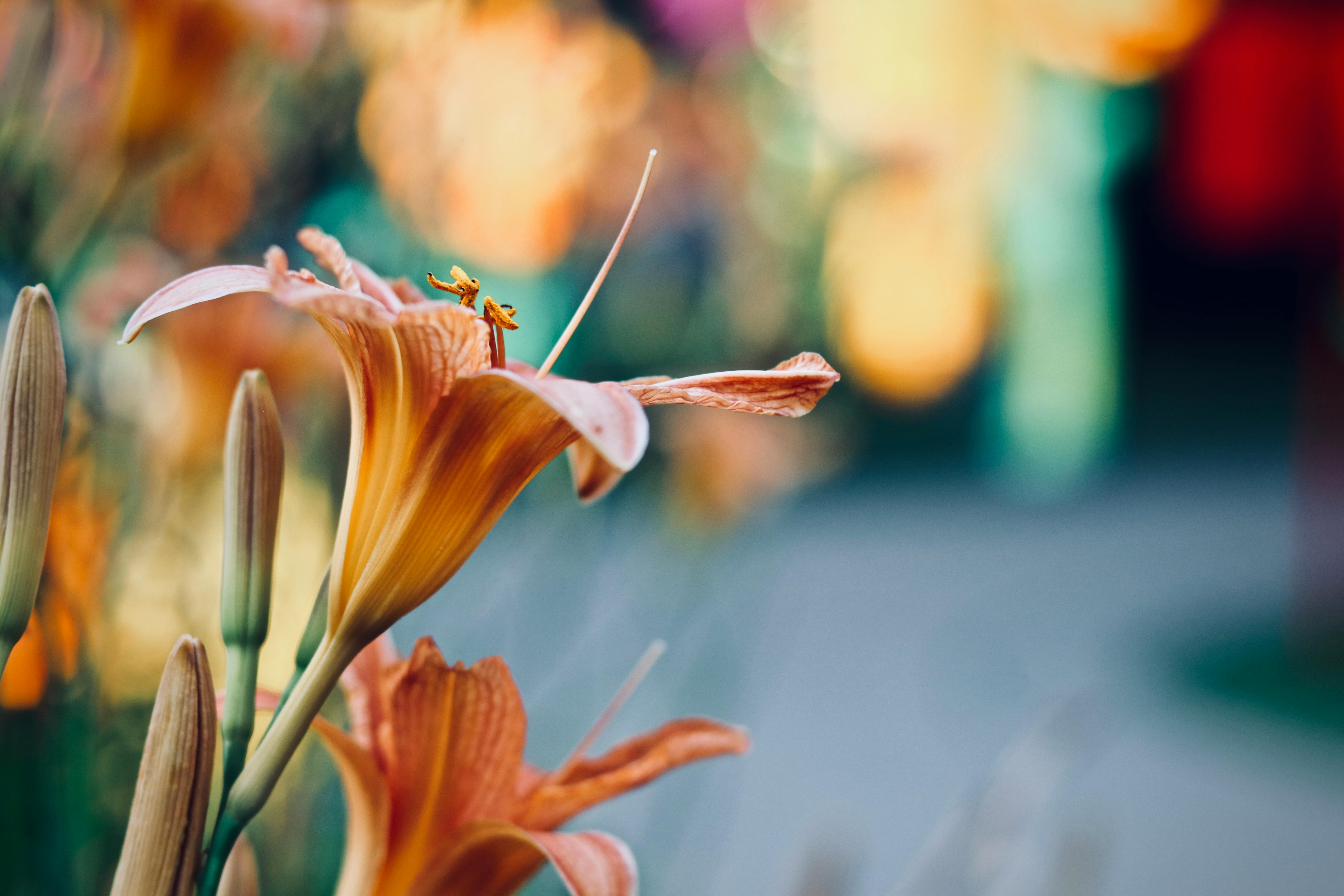 虎百合盛开的生动特写，色彩模糊