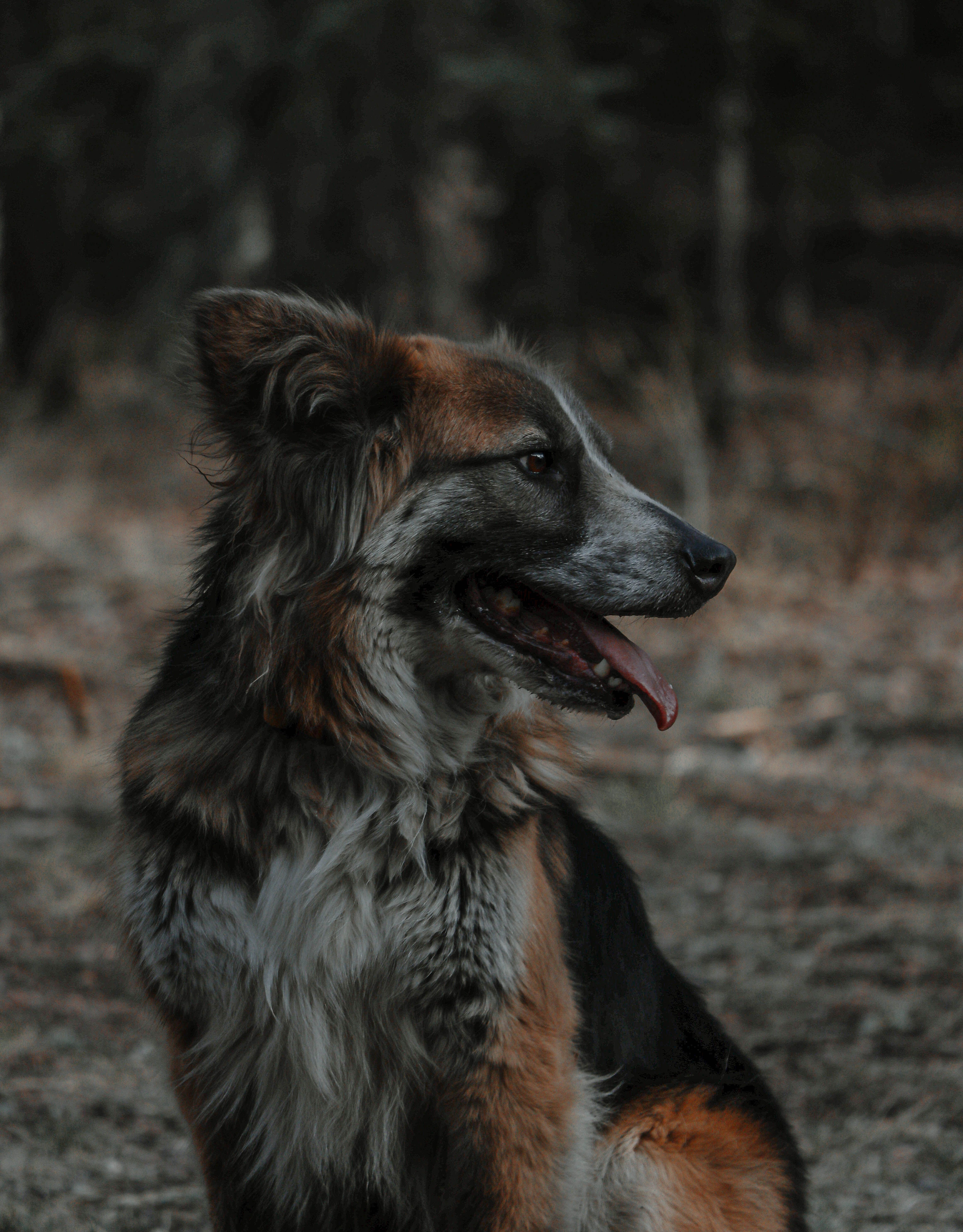 Close-Up Shot of a Black and White Dog · Free Stock Photo