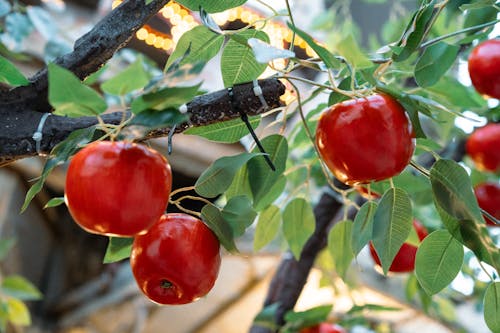 Red Fruits on Tree