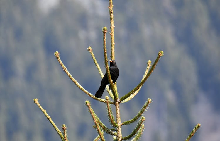 A Black Bird Perched On A Tree Branch