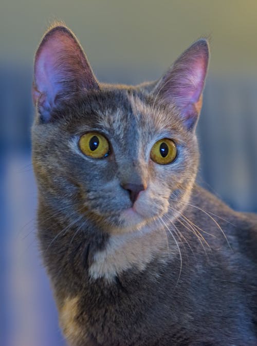 Close-up of a Head of a Cat 