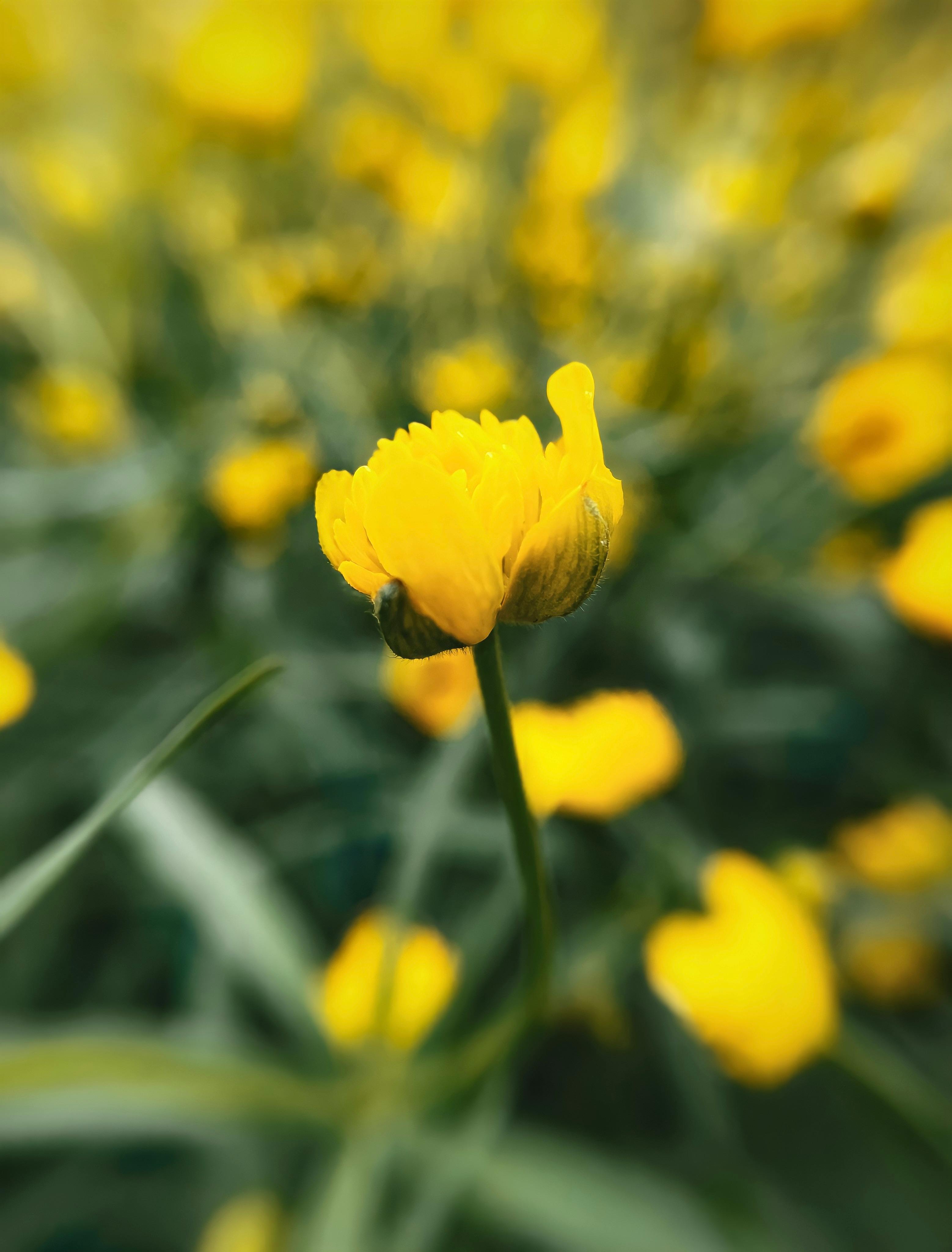 CloseUp Shot of Yellow Flowers in Bloom · Free Stock Photo