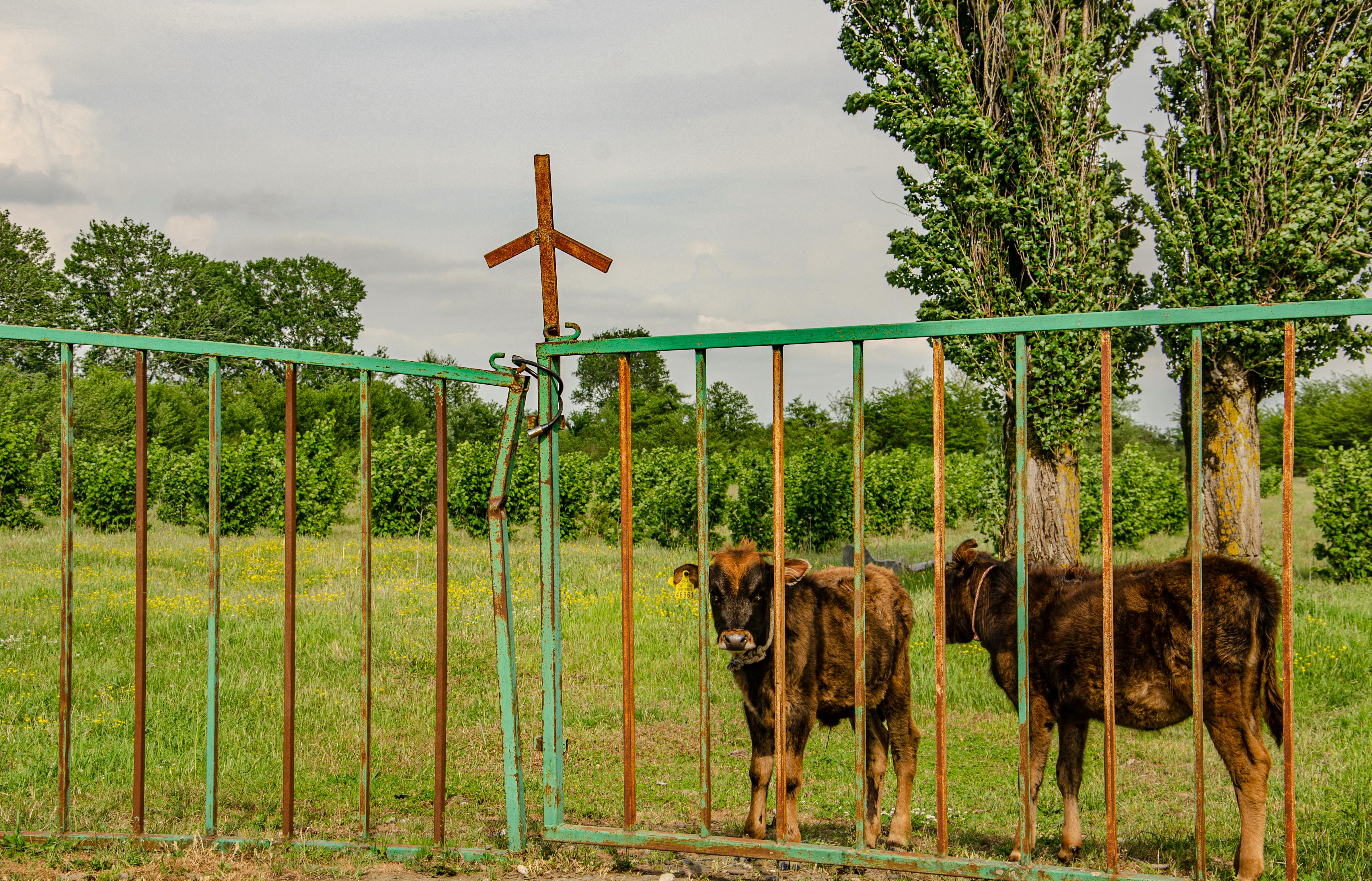 Cow with Bell behind Railing · Free Stock Photo