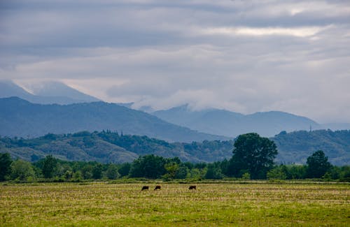 Безкоштовне стокове фото на тему «гори, Долина, корови»