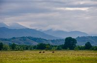 Animals in Green Grass Field