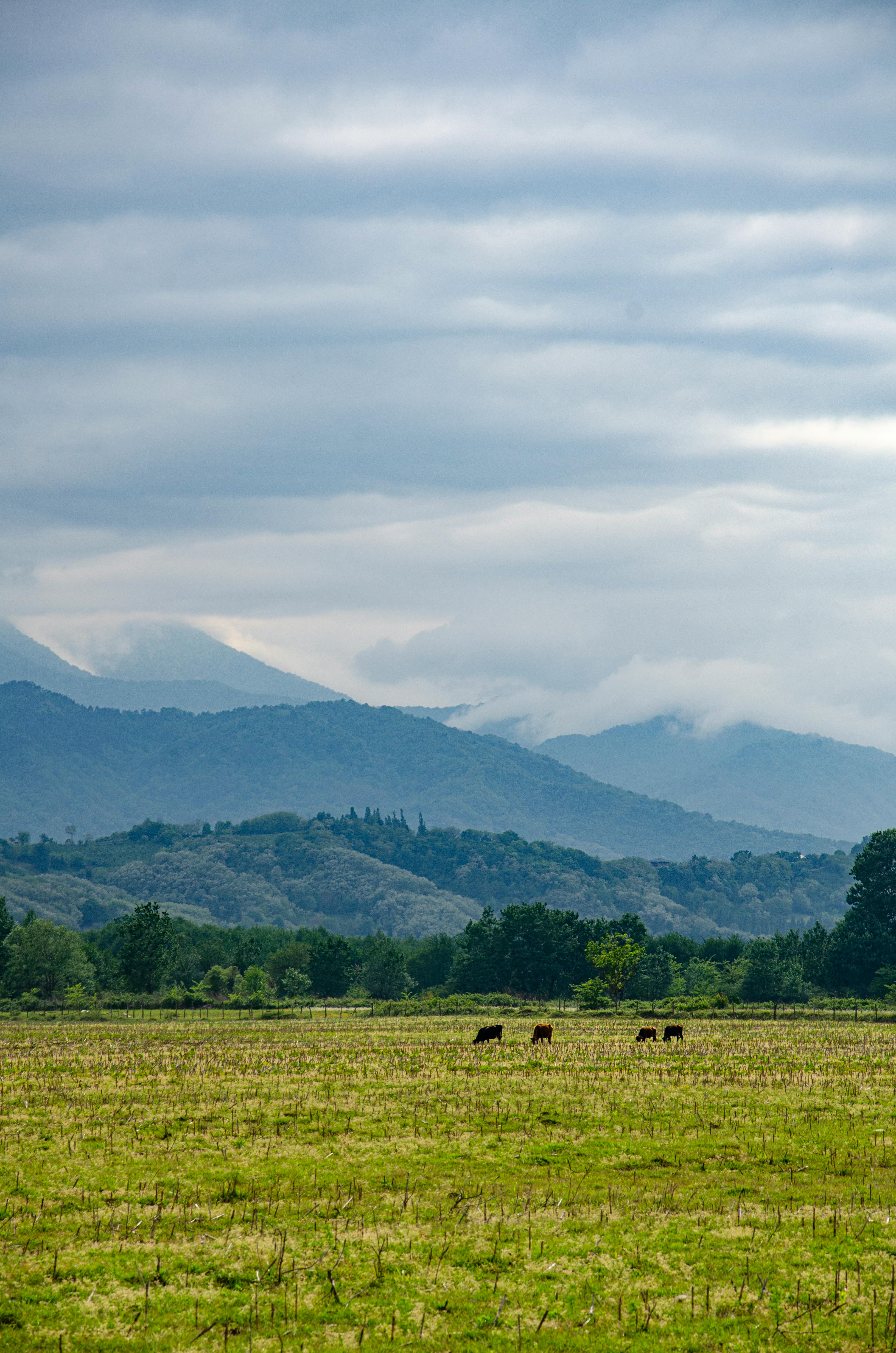 Clouds over Meadow · Free Stock Photo