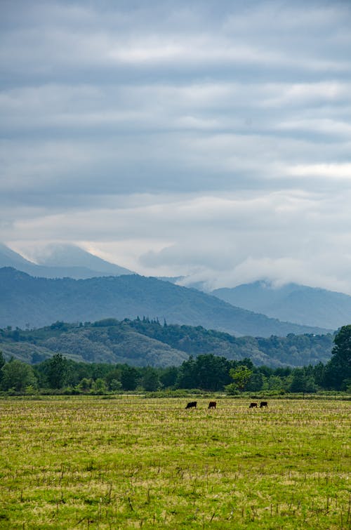 Photos gratuites de champ, ciel, collines