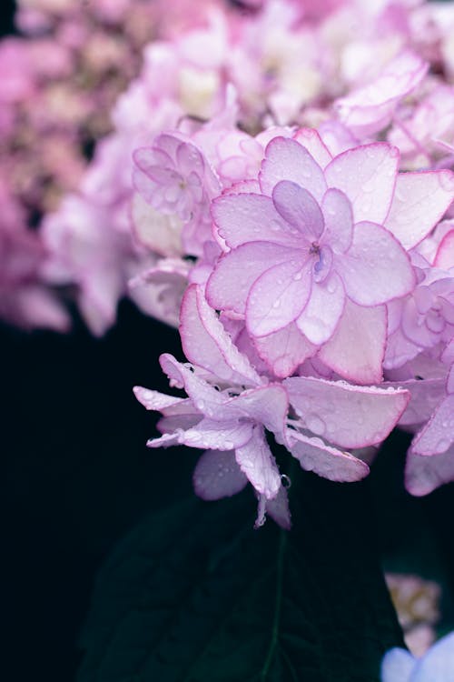 Darmowe zdjęcie z galerii z fioletowe kwiaty, krople deszczu, natura