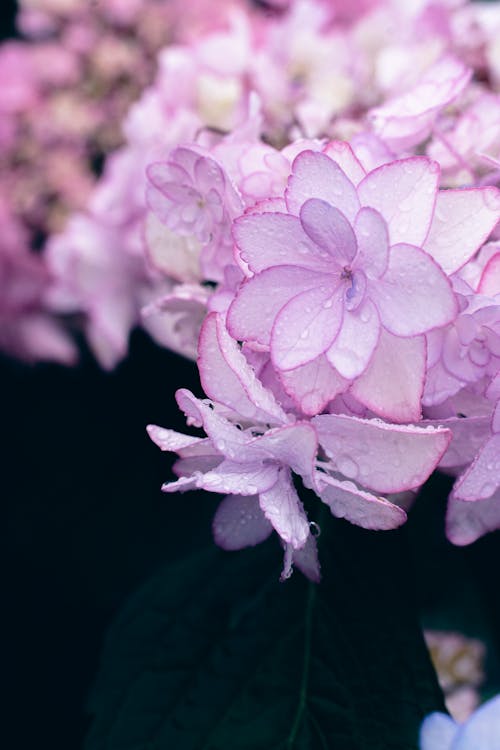 Raindrops on Purple Flowers