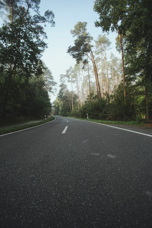 A Concrete Road between Trees