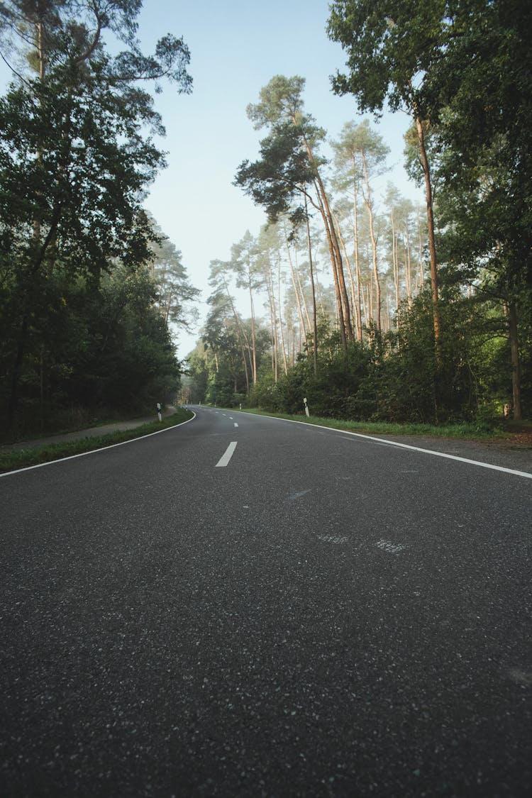 A Concrete Road Between Trees