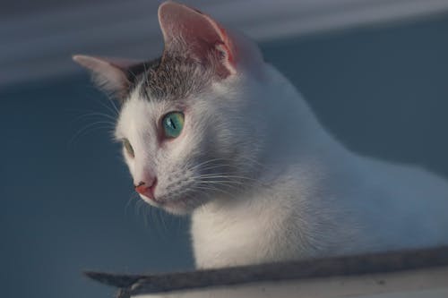 Close-up Shot of a White Cat