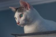 Gato observando