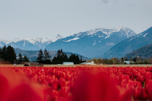 Free A Field of Red Tulips Stock Photo