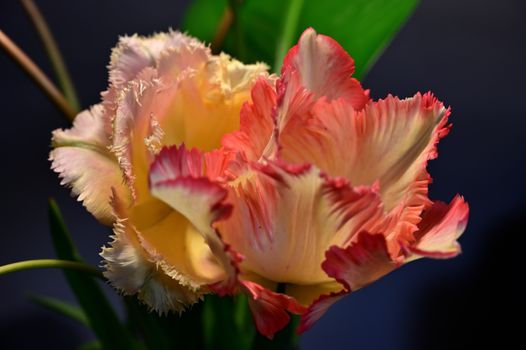 Close-Up Shot of a Pink Flower in Bloom