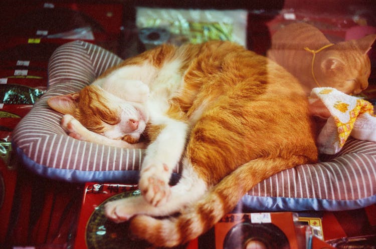 A Cute Cat Sleeping On A Cushion