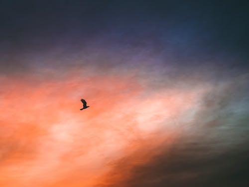 Bird Flying at Dawn