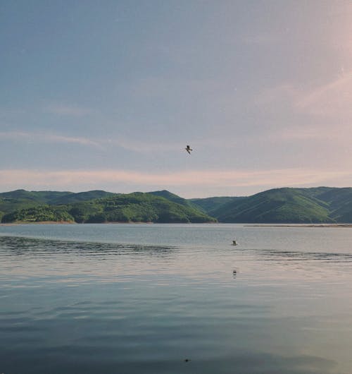 Photos gratuites de aviaire, bulgarie, étendue d'eau