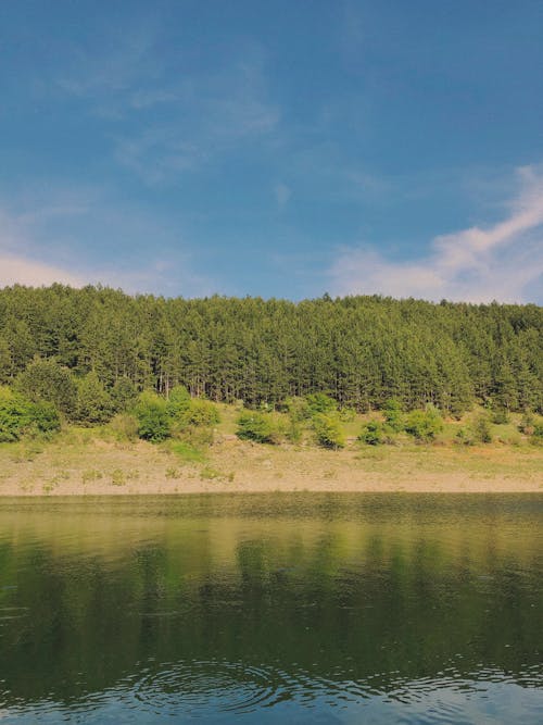 ağaçlar, çevre, dikey atış içeren Ücretsiz stok fotoğraf