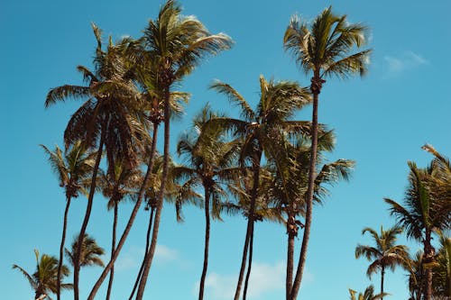 Gratis arkivbilde med blå himmel, blader, kokosnøtt