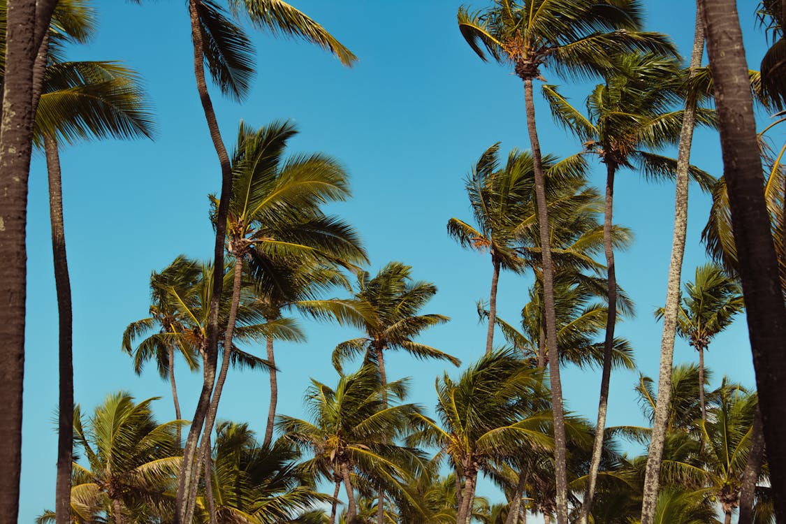 Free Green Coconut Palm Tree Under Blue Sky Stock Photo