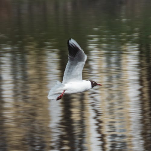 Gratis lagerfoto af æstetisk, android-baggrun, baggrund