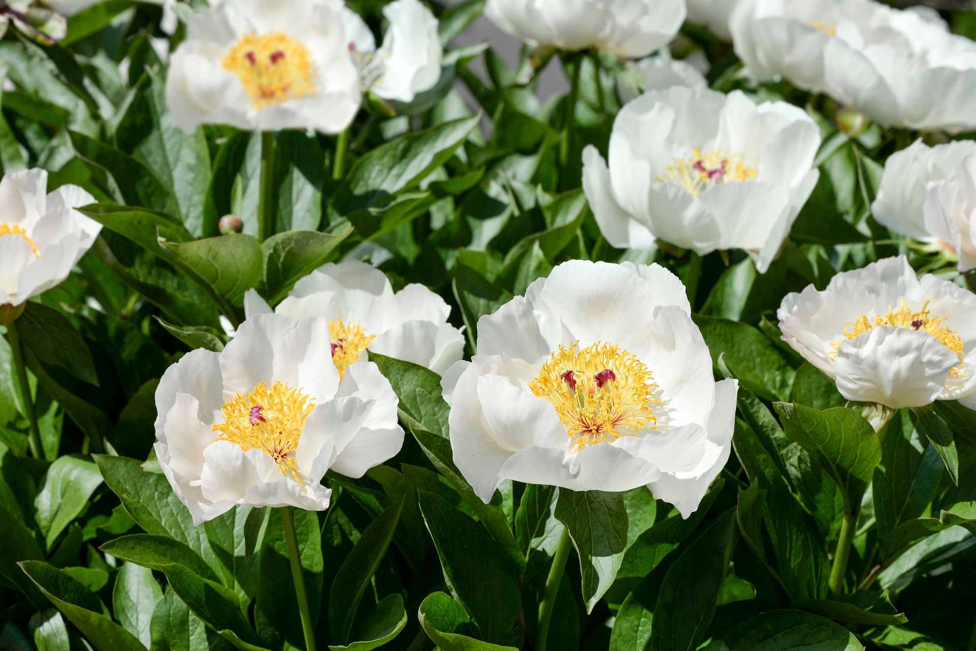 Beautiful white peonies with vibrant yellow centers blooming under bright sunlight.