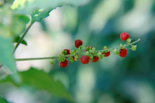 Free Vibrant close-up of red berries on a leafy branch with a blurred green background, captured in nature. Stock Photo