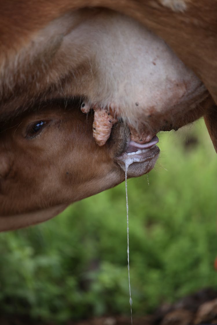 Close Up Of Milking Colt