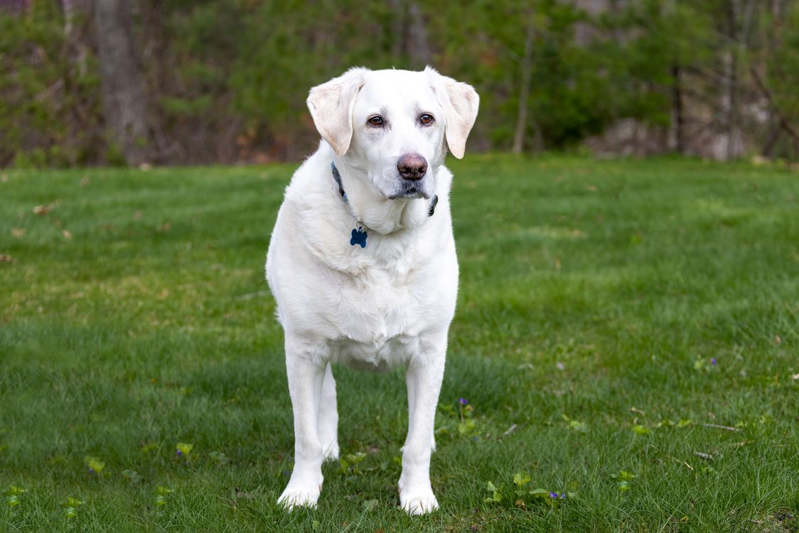 Labrador Retriever on a Grass Field ยท Free Stock Photo